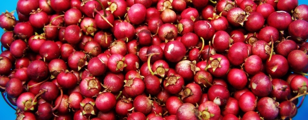 Cranberries contain a natural chemical which may prevent germs from sticking to the lining of the bladder and causing irritation